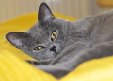 Katzen? Unvermeidlich!