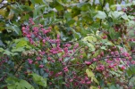 DSC0017